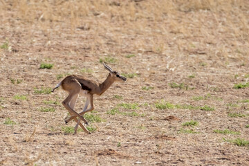 Day old springbok (Antidorcas marsupialis) still trying to get steady on its long legs, Kgalagadi.