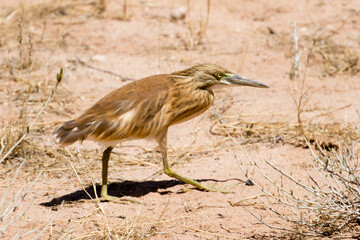 Squacco heron at Urikaruus waterhole in the Kgalagadi South Africa
