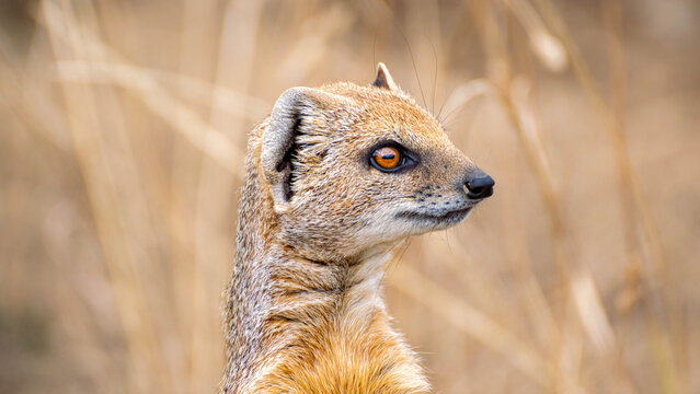 Yellow Mongoose