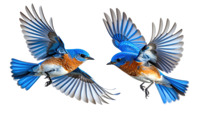 Two Eastern Bluebirds flying, wings outstretched
