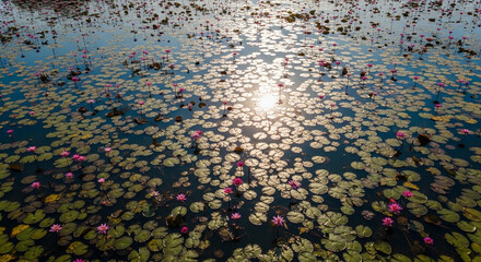 Pink Water Lilies and Lily Pads Reflecting Sunlight in a Pond