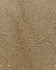 traces of birds in the sand
