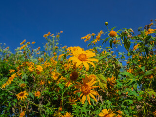 Khun Yuam, Mae Hong Son, Thailand, landscape, yellow flowers on the mountain, field of wild sunflowers or wild sunflowers on Doi Mae Ukho.