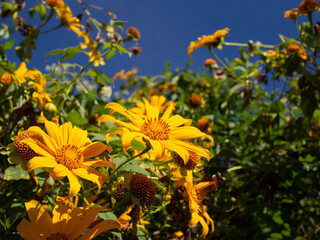 Khun Yuam, Mae Hong Son, Thailand, landscape, yellow flowers on the mountain, field of wild sunflowers or wild sunflowers on Doi Mae Ukho.