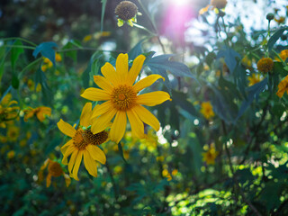 Khun Yuam, Mae Hong Son, Thailand, landscape, yellow flowers on the mountain, field of wild sunflowers or wild sunflowers on Doi Mae Ukho.