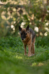 An old German Shepherd is walking on a grassy trail through a forest. The dog looks directly at the viewer, and the background is blurred, suggesting a sunny, outdoor setting
