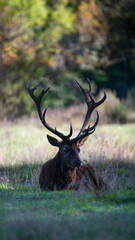 Big mature Red deer stag sleeping lying in a plain during the rut. Cervus elaphus, Réserve zoologique de la Haute-Touche, Azay le Ferron, Indre 36, région Centre Val de Loire, France, Europe