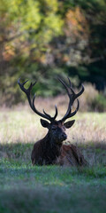 Big mature Red deer stag resting lying in a plain during the rut. Cervus elaphus, Réserve zoologique de la Haute-Touche, Azay le Ferron, Indre 36, région Centre Val de Loire, France, Europe