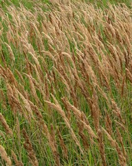 golden flowering tall grass in the wind