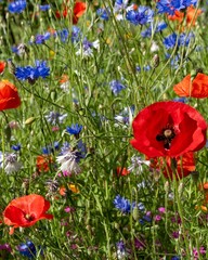 Obraz premium Colorful flower meadow with poppies and cornflowers