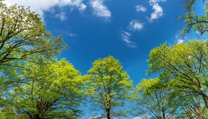 Obraz premium springtime view of ash trees under a clear blue sky