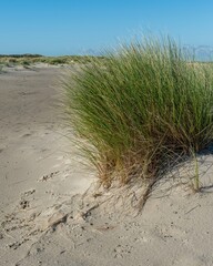 beach grass tufts on the north sea coast of the netherlands