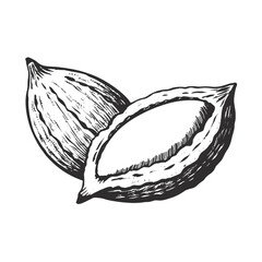 Vintage line art illustration of two almonds, one whole and one cracked open isolated on white background, Vector, illustration
