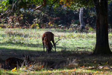 Red deer stag walking and eating grass under a oak tree near a brocket in a pond during the rut. Cervus elaphus, Réserve de la Haute-Touche, Indre, région Centre, France, European Union, Europe