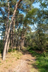 Fototapeta premium wide sandy path in sparse pine forest