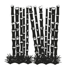 Tall black bamboo stalks stand in a cluster with green grass at the base on white isolated on white background, Vector, illustration