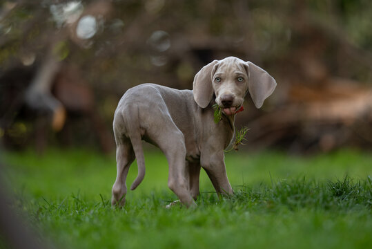 A young Weimaraner puppy stands in the grass, looking back towards the viewer. It holds some grass in its mouth. The puppy is outside in a yard with trees in the background