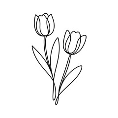 Two elegant line art tulips with leaves on a clean white background isolated isolated on white background, Vector, illustration