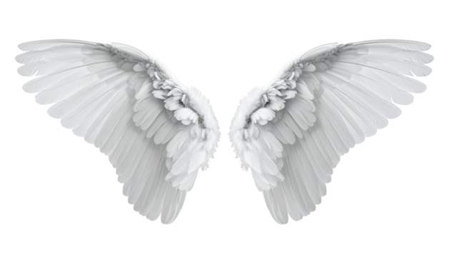 Symmetrical spread of detailed, pristine, white feathered wings