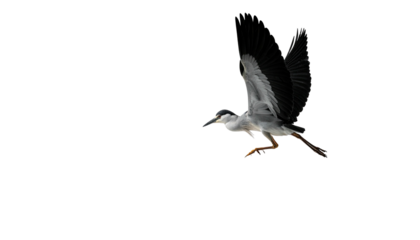 Flying bird, black and grey, wings spread, isolated on black