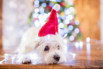 Dog wrapped in Christmas lights wearing a Santa hat in front of Christmas tree