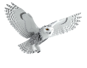 Snowy owl soars, wings spread, feathers detailed, piercing gaze