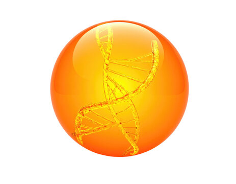 DNA helix captured in a glossy, amber-colored sphere