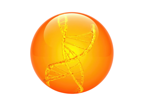 DNA helix captured in a glossy, amber-colored sphere