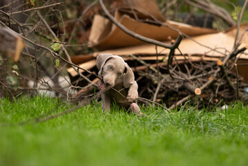 A young Weimaraner puppy plays outside in the green grass. The puppy chews on a small tree branch, while sticks and debris are in the background in an outdoor setting