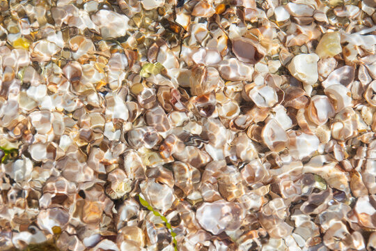Overhead view of sea shells under water at beach