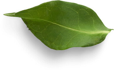 Single Green Leaf Macro Isolated on White Background with Soft Shadow: Nature, Health, and Botany