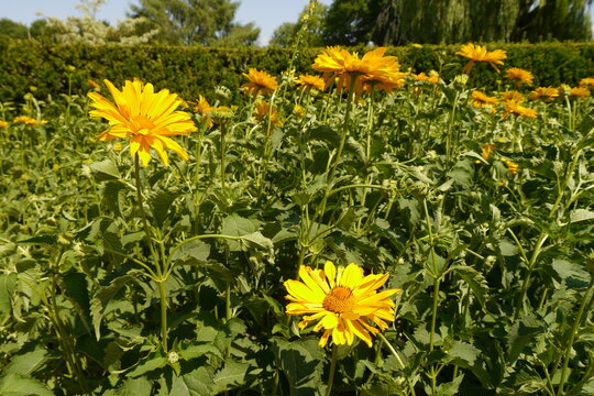 Gelbe Blumen im egapark Erfurt