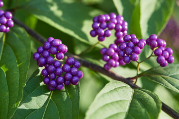 Close-up of purple berries and green leaves of beautyberry shrub