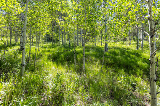 Proctor Loop hiking trail in sunny day