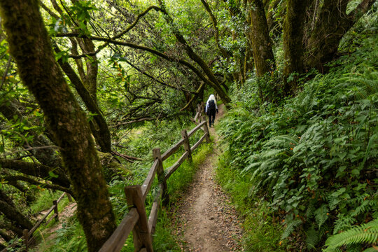Rear view of woman hiking in forest along Dipsea Trail
