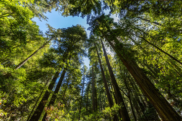 Tall green trees along Dipsea Trail seen from below