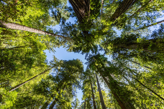 Tall green trees along Dipsea Trail seen from below