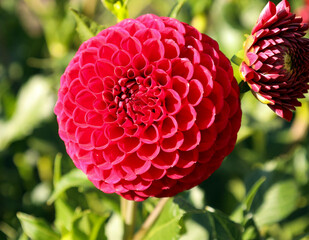 red pom-pom dahlia flower in the bright summer sun