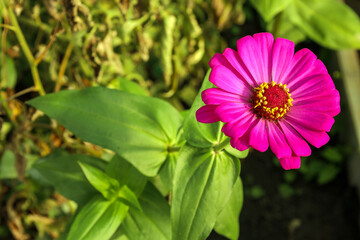 A pink zinnia flower with yellow stamens blooms in a summer flowerbed