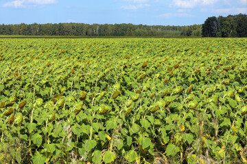 Sunflowers have ripened in the field. Rural landscape.