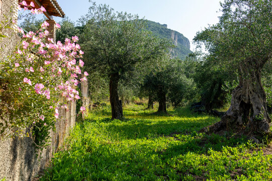 Sunlit olive grove next to villa with walls covered in bright pink oleander