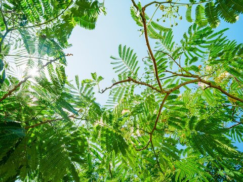 Low angle view of backlit leaves and flowers of Persian silk tree