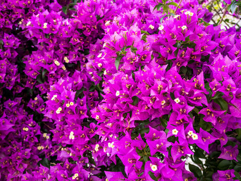 Close-up of purple bougainvillea flowers