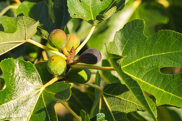 vue de dessus, branche de figuier productive  avec formation des figues en fin d'&eacute;t&eacute;