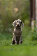 Fototapeta premium A young Weimaraner puppy sits attentively on the grass in a yard. The puppy has soft grey fur and floppy ears and appears to be looking at the camera