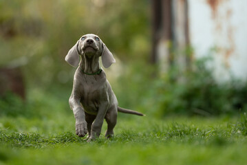 A young Weimaraner puppy is running through the grass outside. The puppy has a green collar and...