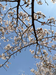 Cherry Blossoms Against Blue Sky