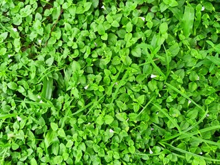 Green Ground Cover with Fresh Leaves and Grass Texture