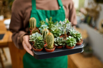Young creative man carries a tray of vibrant succulents in a garden shop setting