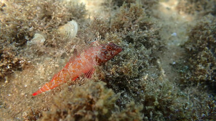 Red-black triplefin (Tripterygion tripteronotum) undersea, Ligurian Sea, Italy, Imperia